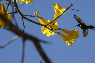 Foto: Marcelo Camargo/Agência Brasil